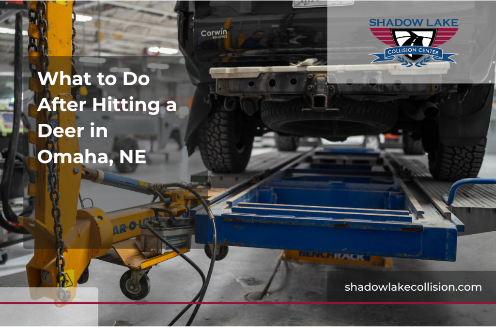 What to Do After Hitting a Deer in Omaha, NE